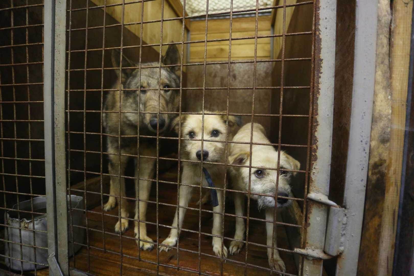 4 совета куда пристроить кошку, чтобы животное не оказалось брошенным на улице