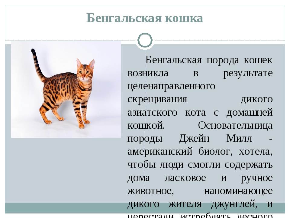 Бенгальская кошка - фото и описание породы - особенности характера, окраса и ухода за котятами - gourmet-cat.ru