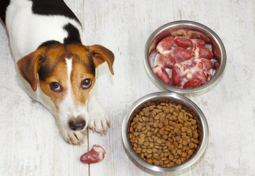 Можно ли давать щенку собаки сырое мясо?