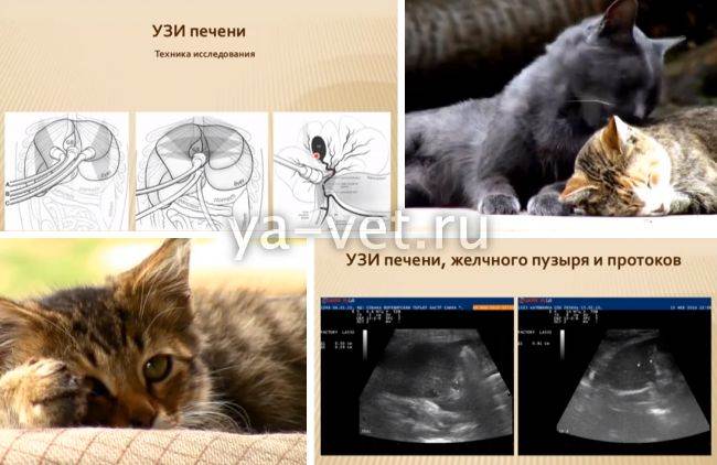 Болезни печени у кошек: 95 фото причины, лечение и профилактика заболеваний