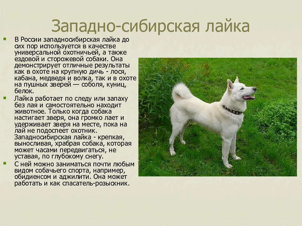 Якутская лайка: описание породы собак с фото и видео