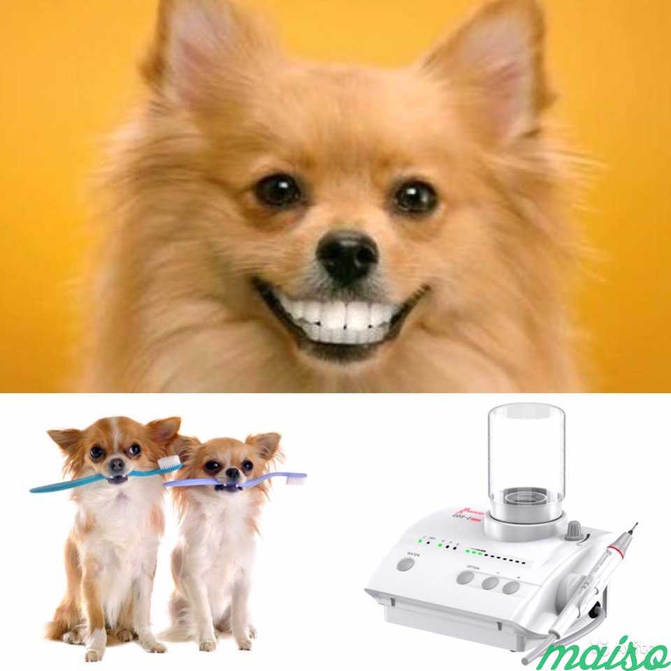 Как проводят чистку зубов для собак с помощью ультразвука без наркоза
