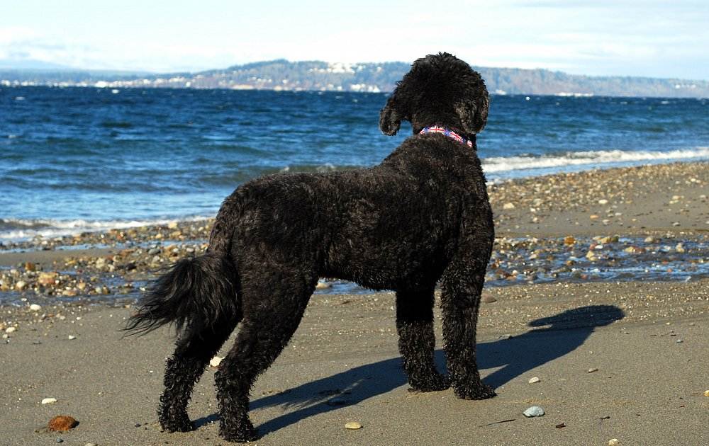 Португальская водяная собака: описание охотничьей породы с фото