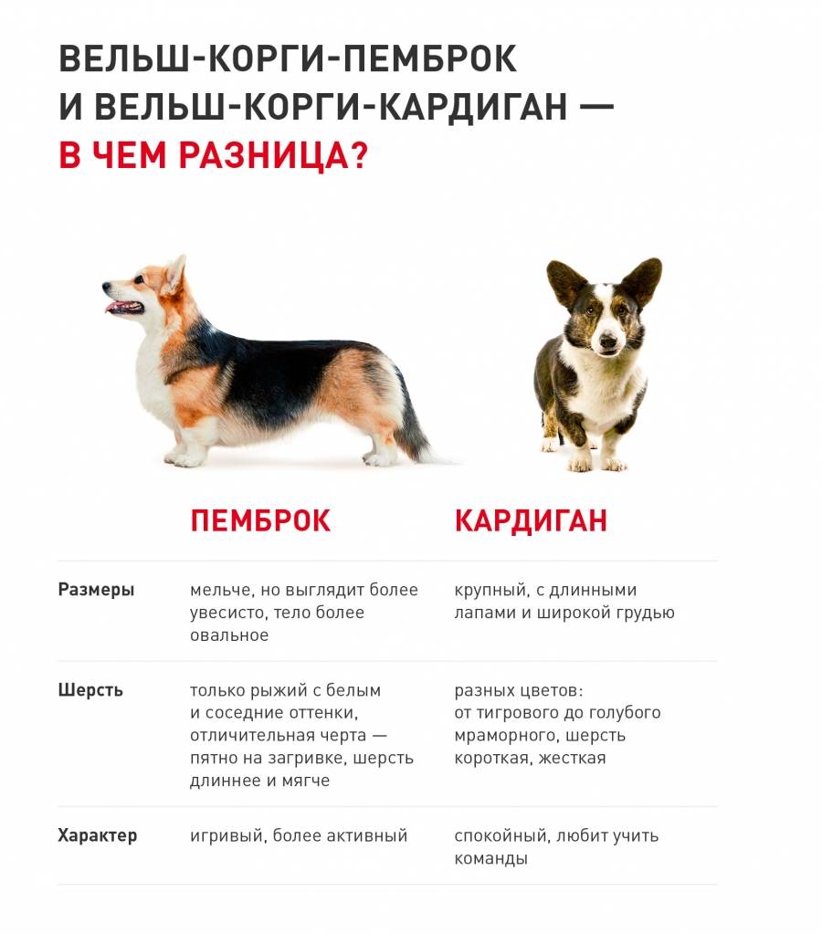Классы кормов для собак: список, описание, состав, плюсы и минусы | petguru