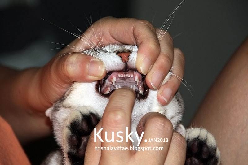 Сколько зубов у взрослой кошки, а также гигиена и профилактика зубных болезней