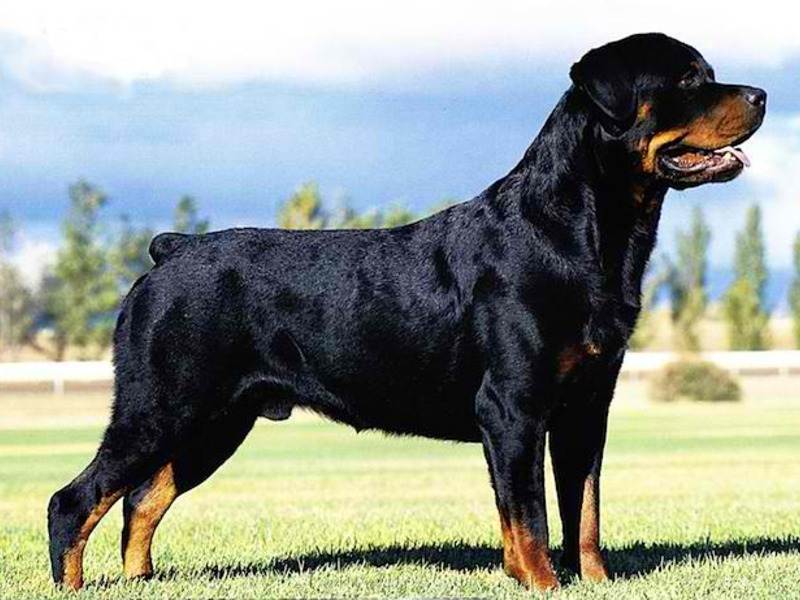 Ротвейлер: характеристика породы, описание собаки, особенности породы ротвейлер и отзывы владельцев