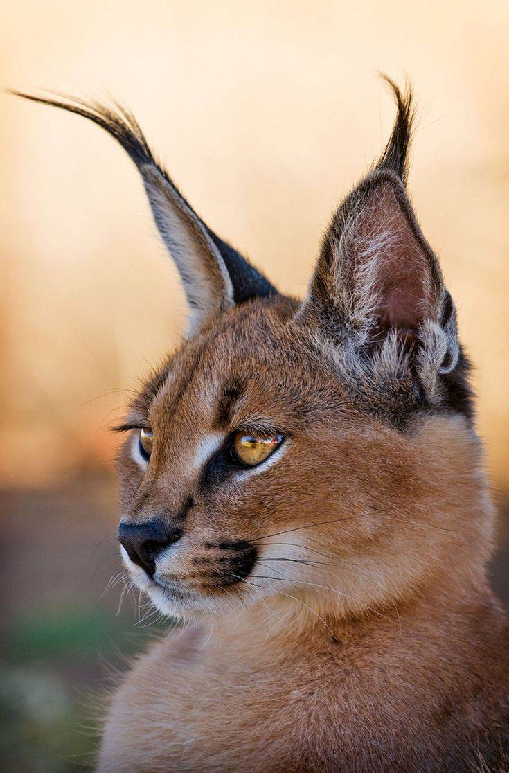 Кошки и коты с большими ушами: описание 15 пород, их фото и особенности