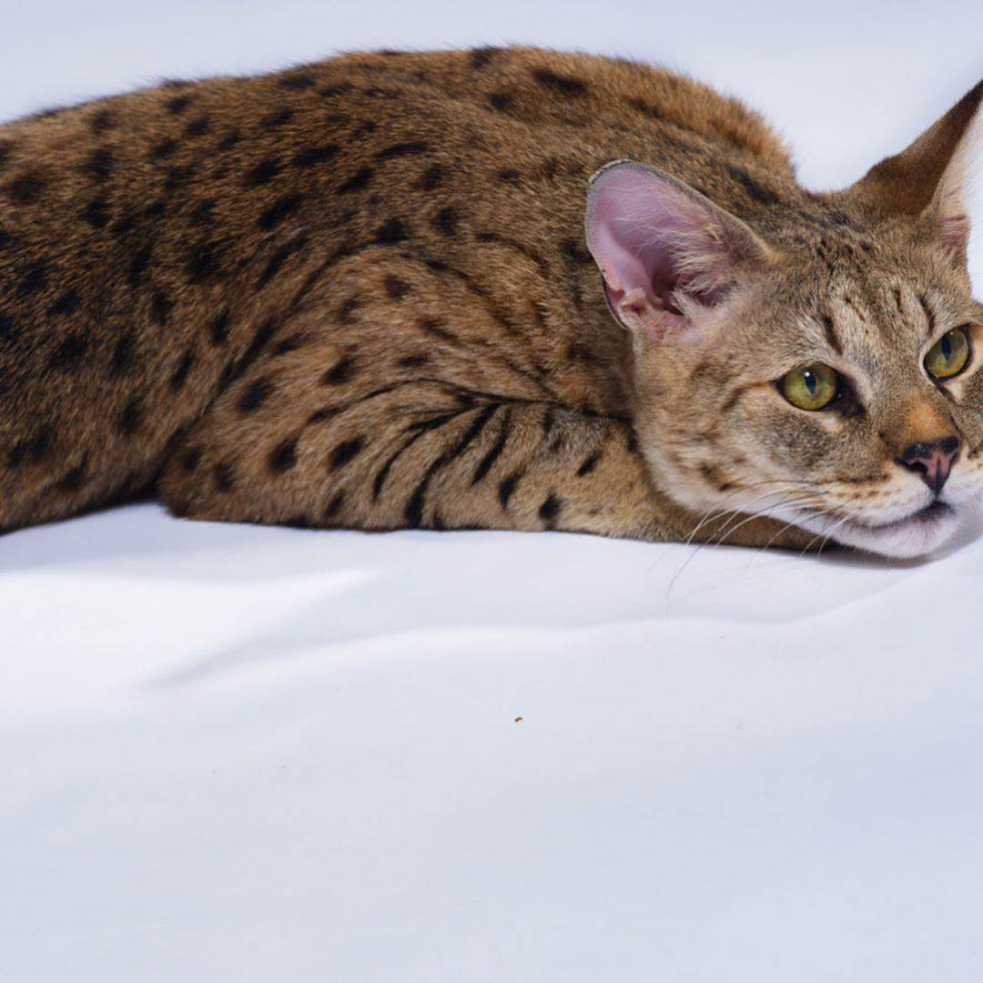 Кошка ашера: фото, описание породы и особенности характера – kotey-ka.ru