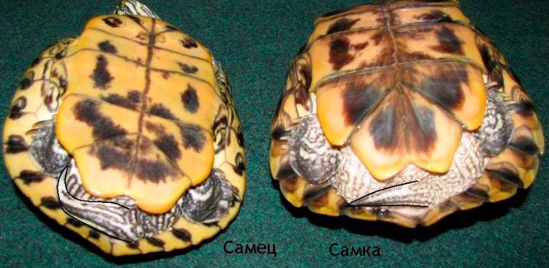 Как самостоятельно определить пол красноухой черепахи
