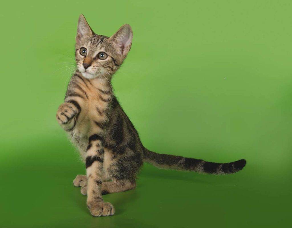 Сококе кошка (соукок): фото, описание породы, характер, отзывы, уход, видео и цена
