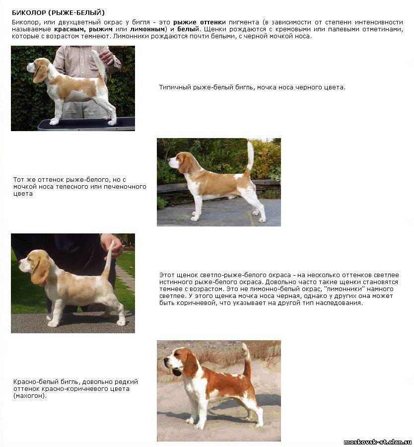 Порода белых пушистых собак: плюсы и минусы, описание и характеристики