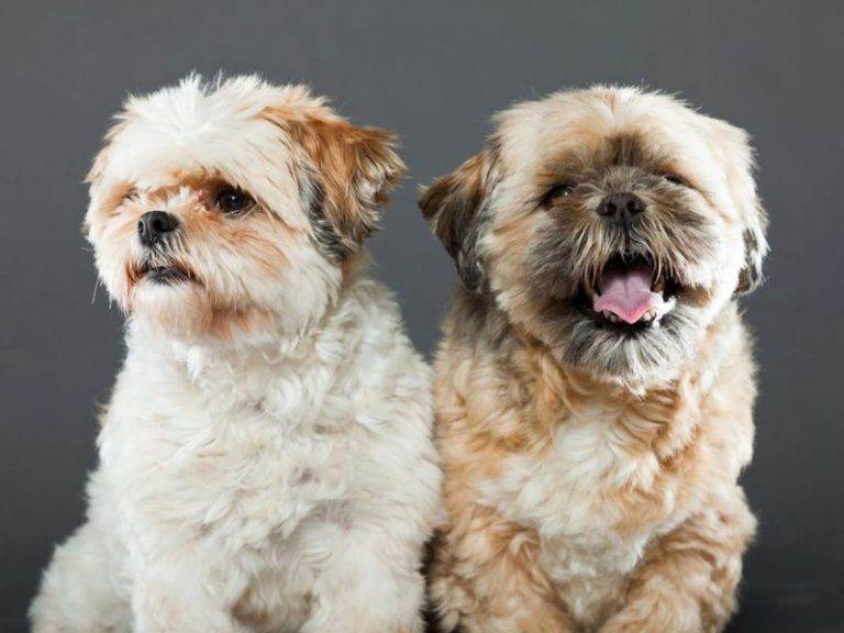 Собаки породы ши-тцу: история появления, описание и характер породы, как ухаживать, чем кормить, каким болезням подвержена и как долго они живут