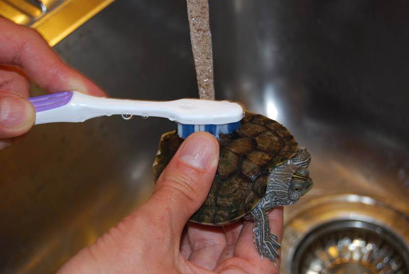 Содержание маленьких водных домашних черепах