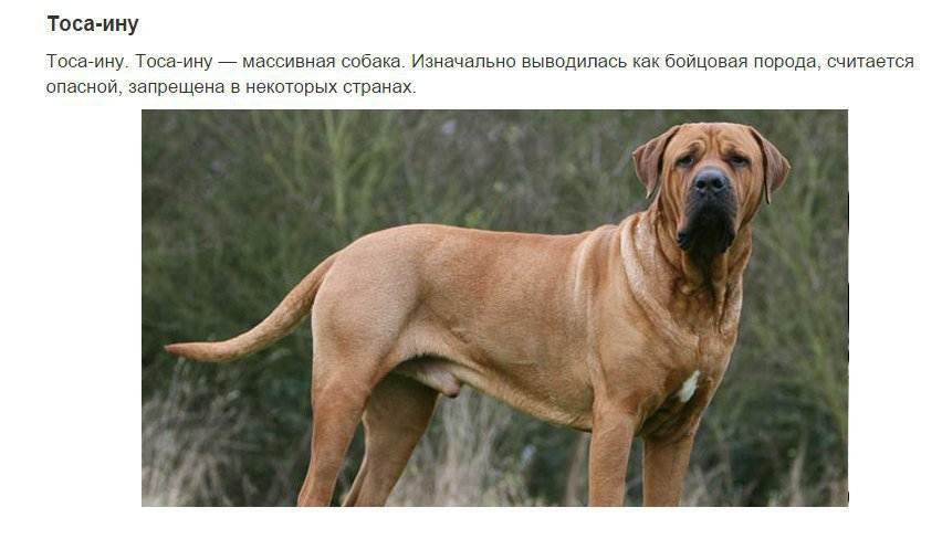 Самые опасные собаки в мире топ 10 - pet-mir.ru