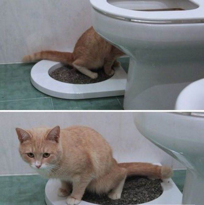Как часто кот должен ходить в туалет по большому и по-маленькому?