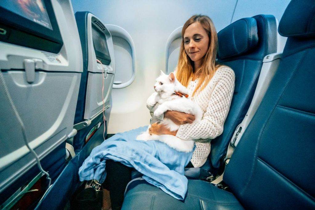 Перевозка собак в самолете по россии, туристу на заметку
