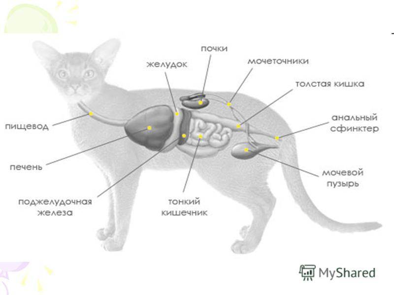 Пищевод кошки. Пищеварительная система кошки анатомия. Строение мочевой системы у кота. Схема строения выделительной системы млекопитающих. Мочеполовая система кота анатомия.