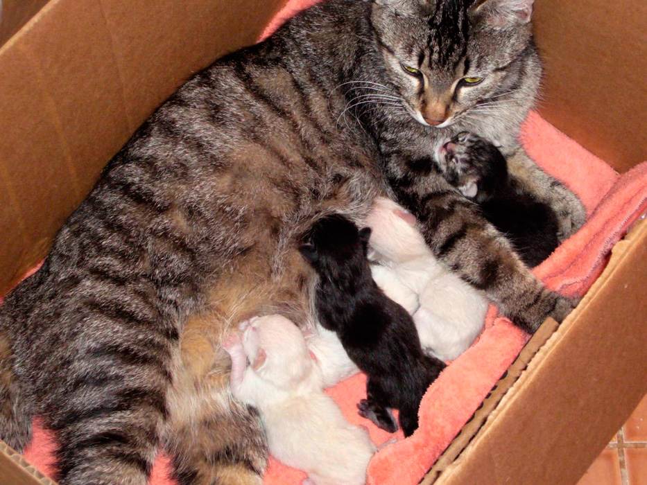 Как помочь кошке при родах