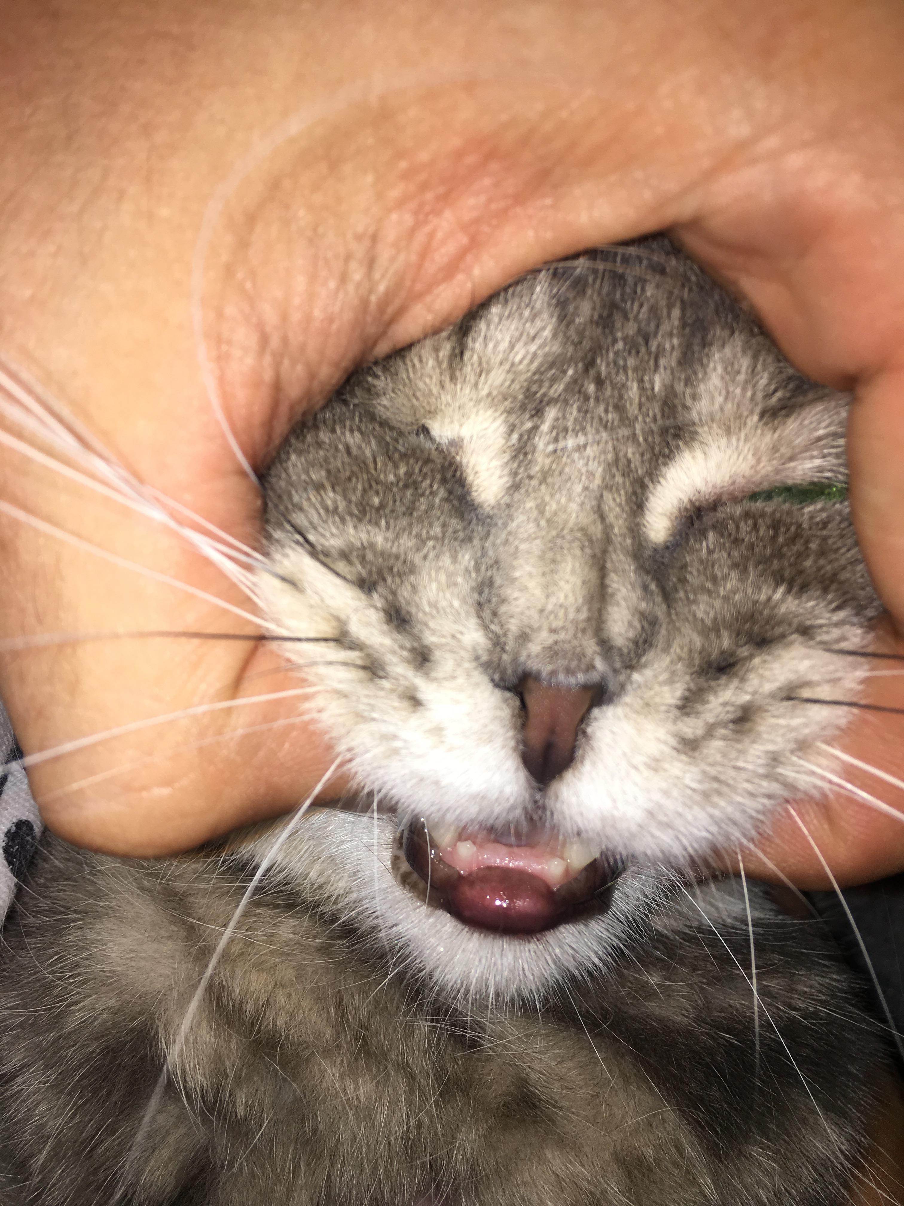 У кошки опухла нижняя губа: причины, что делать