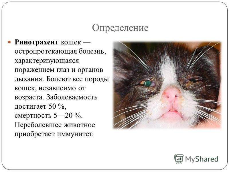 Герпес у кошек: симптомы и лечение