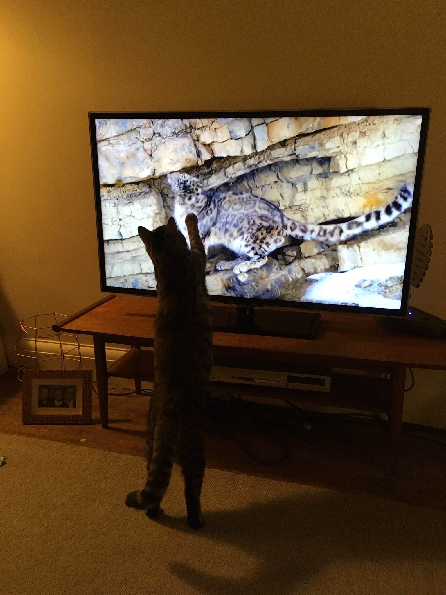Почему кошки не любуются видом из окна, а собаки не смотрят старые телевизоры? осмысленно ли животные смотрят телевизор? кот любит смотреть телевизор