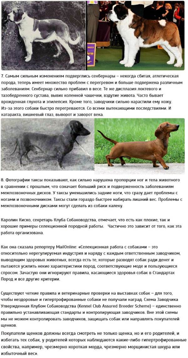 Пастушьи породы собак с фотографиями и названиями