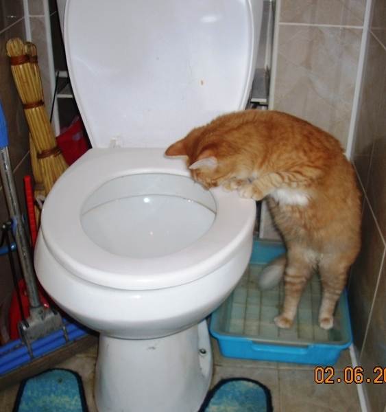 Кошка не ходит в туалет день, неделю и больше: что делать и как лечить