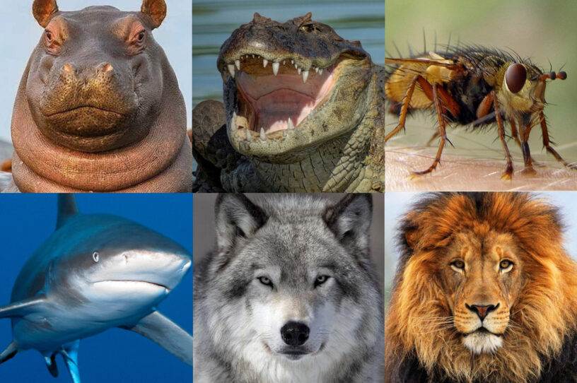 Самые ядовитые животные в мире