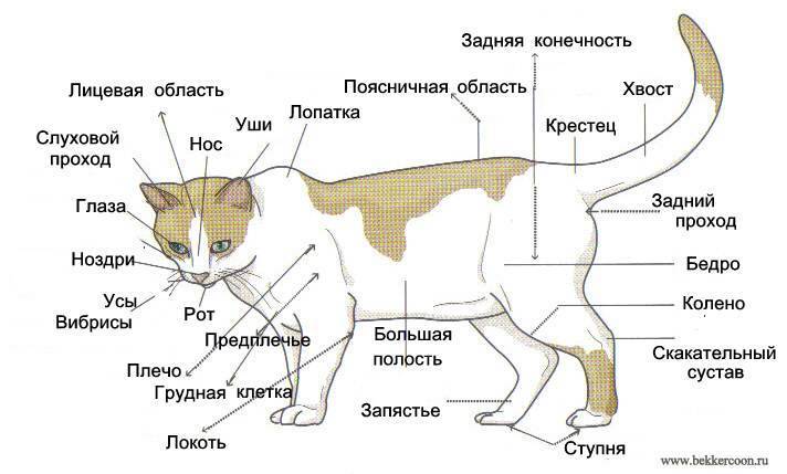 Анатомия кошки и строение ее тела: описание скелета, внутренних органов и систем, занимательные замечания об организме кошки