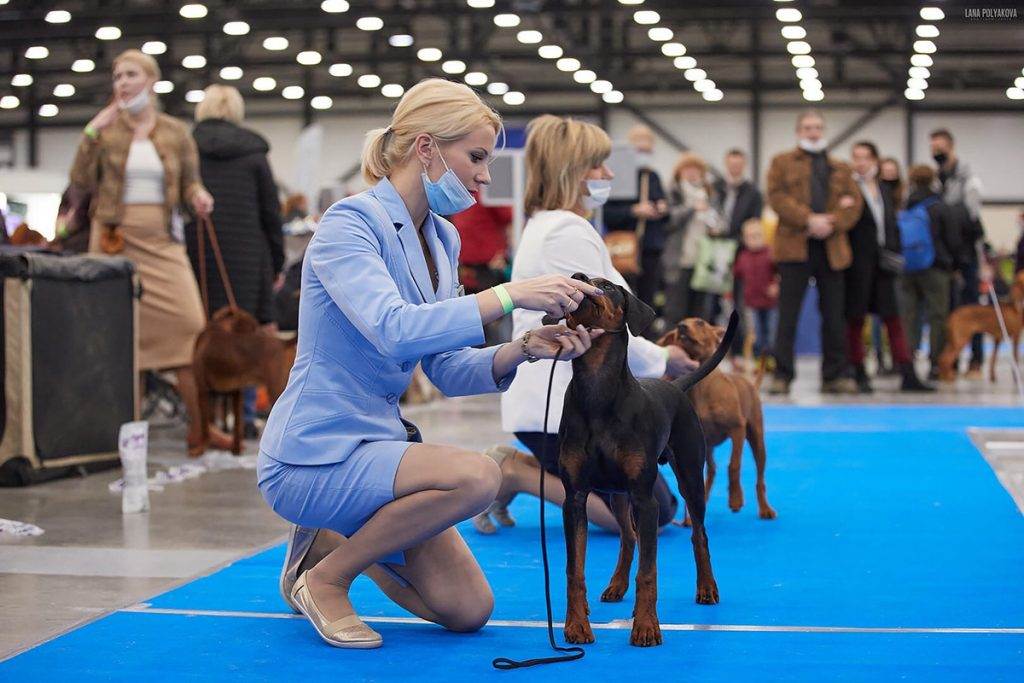 Отчет о ежегодной выставке собак росток в 2015