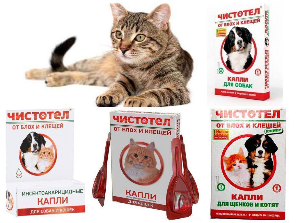 Средства от глистов для кошек: обзор лучших средств от паразитов + инструкция по применению