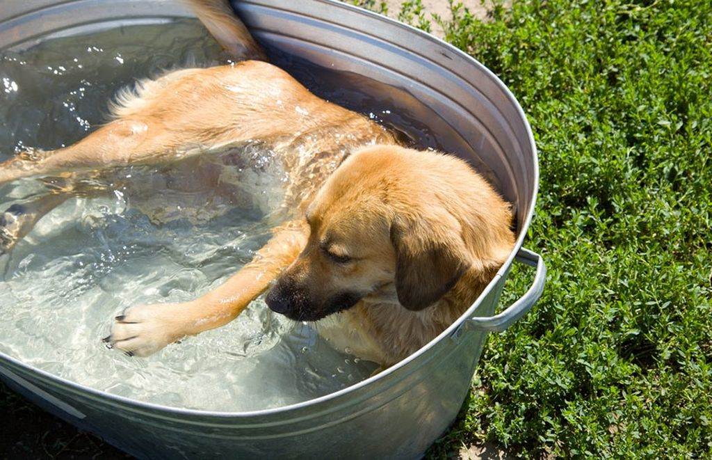Как помочь собаке в жару — как ведут себя питомцы, можно ли их купать, как охладить
