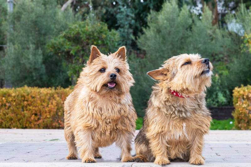 Норвич-терьер: описание породы и характер собаки