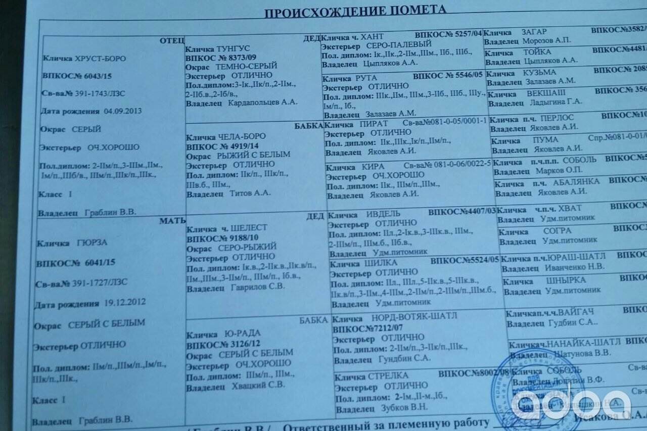 Самые популярные клички для собак в алфавитном порядке с рекомендациями