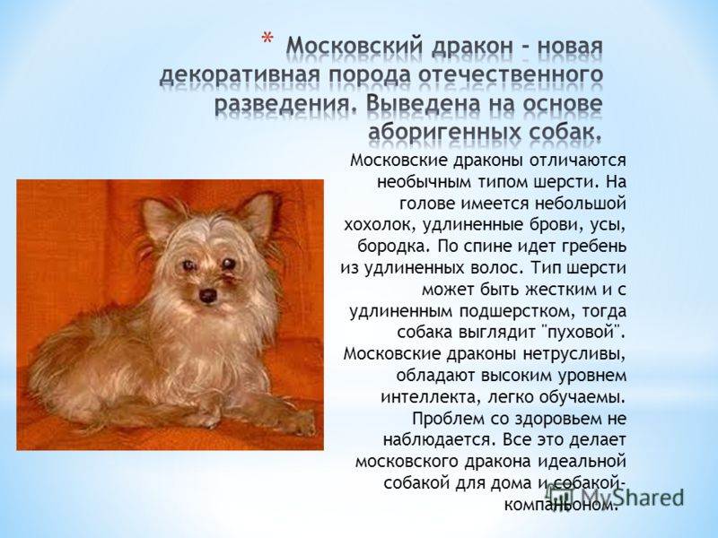 Московский дракон: характеристики породы собаки, фото, характер, правила ухода и содержания