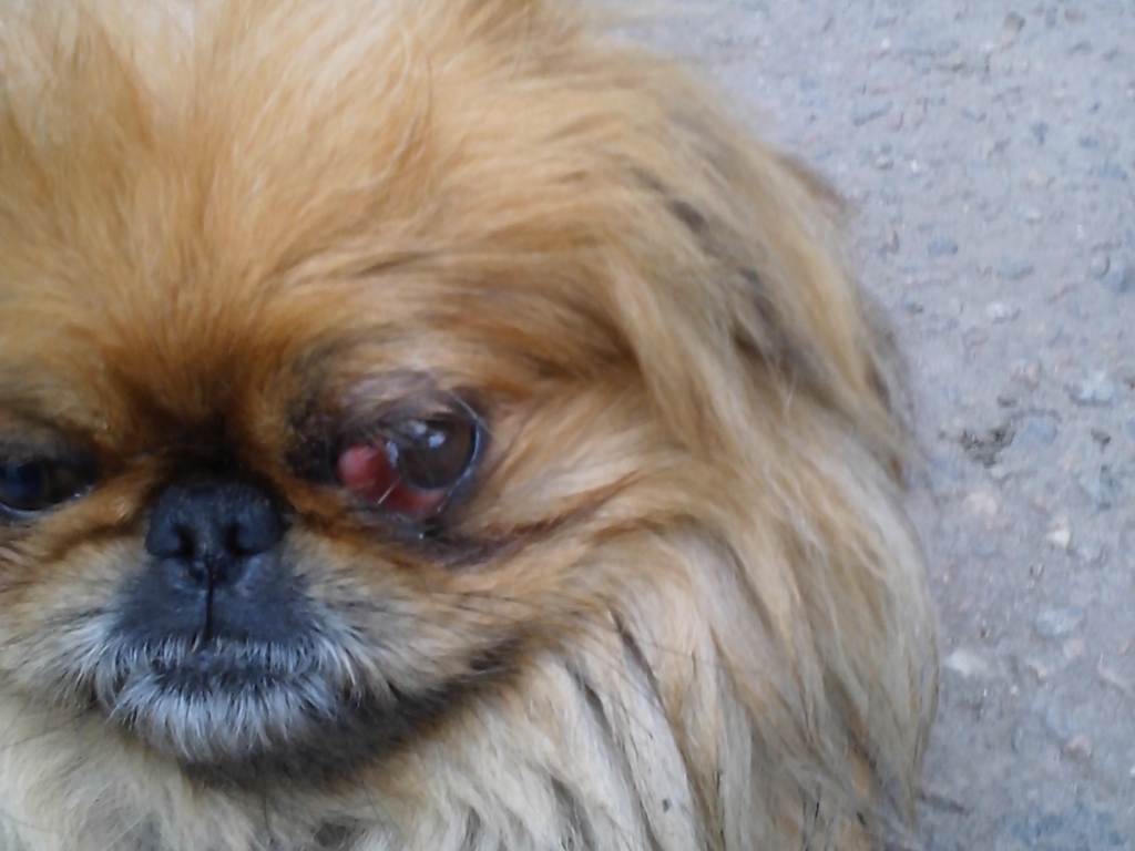 Болезни глаз у собак – фото и описание патологий зрения