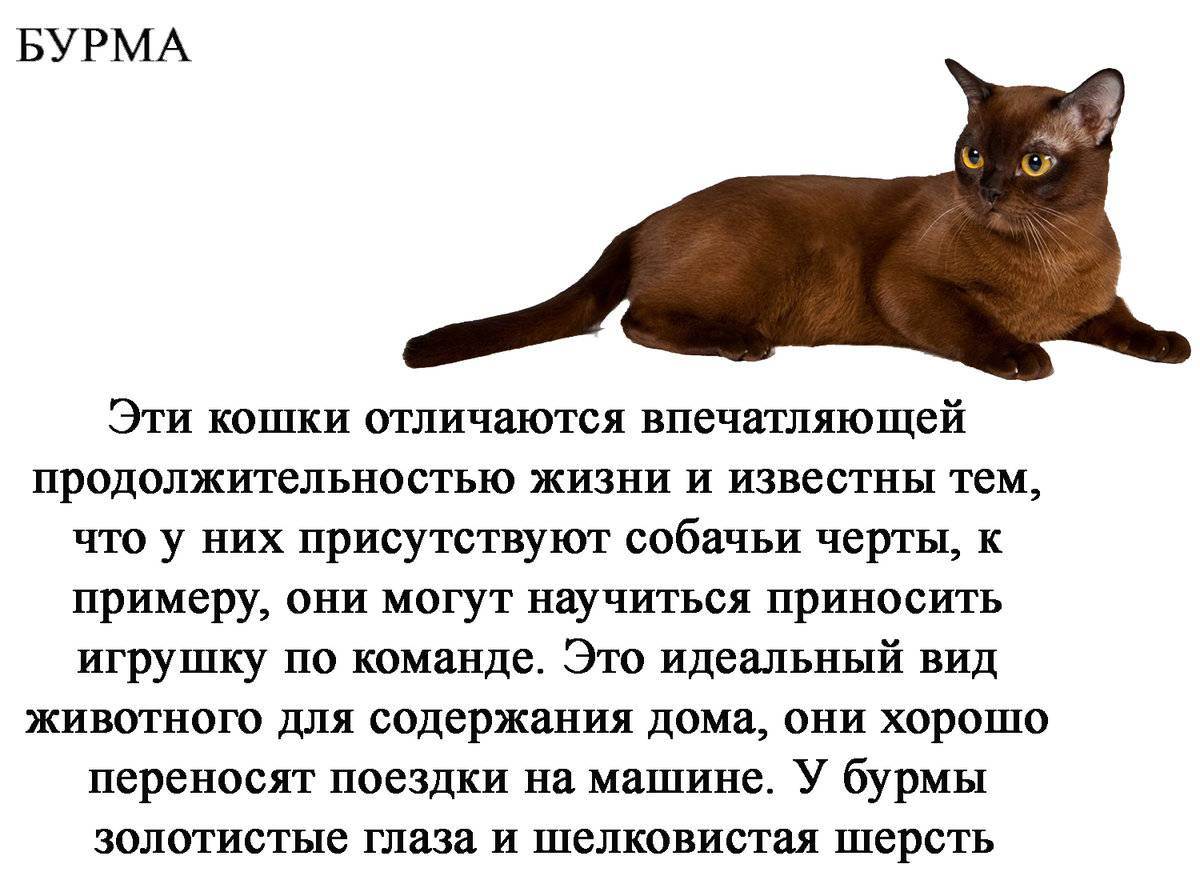 Их остались десятки во всем мире: исчезающие по вине людей породы кошек