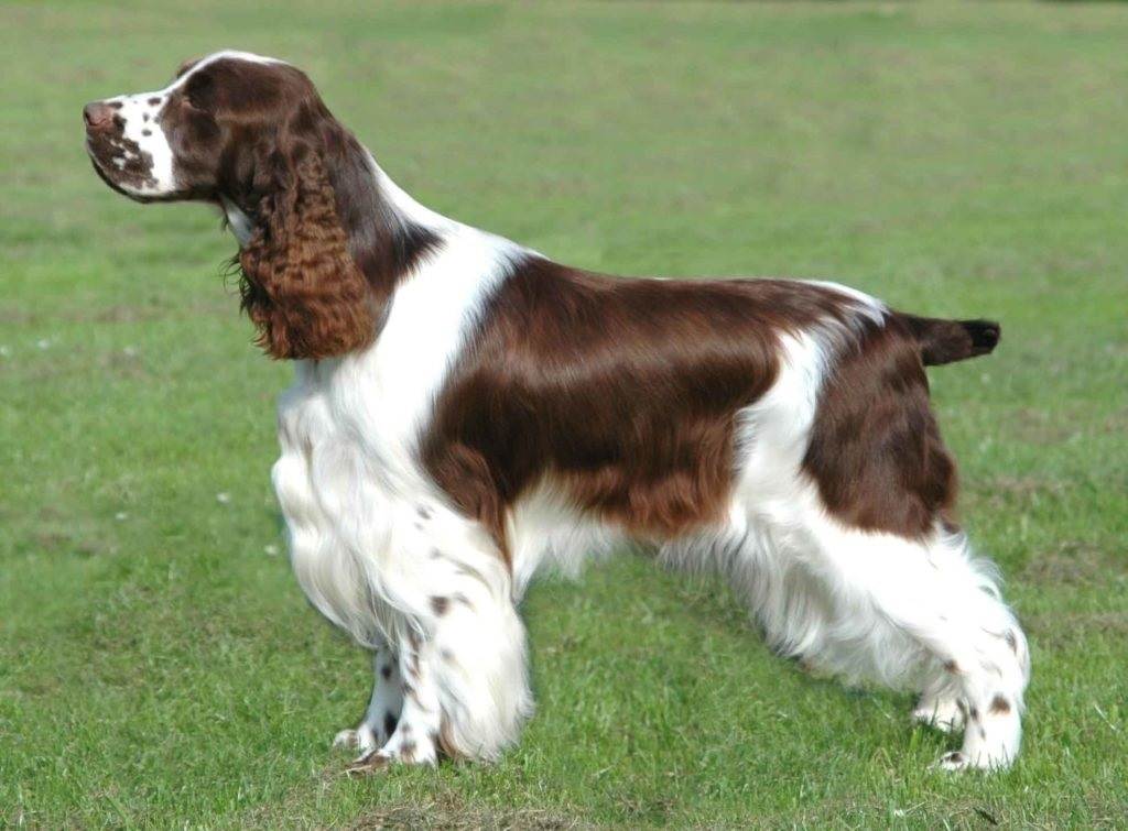 Порода собак английский мастиф и ее характеристики с фото