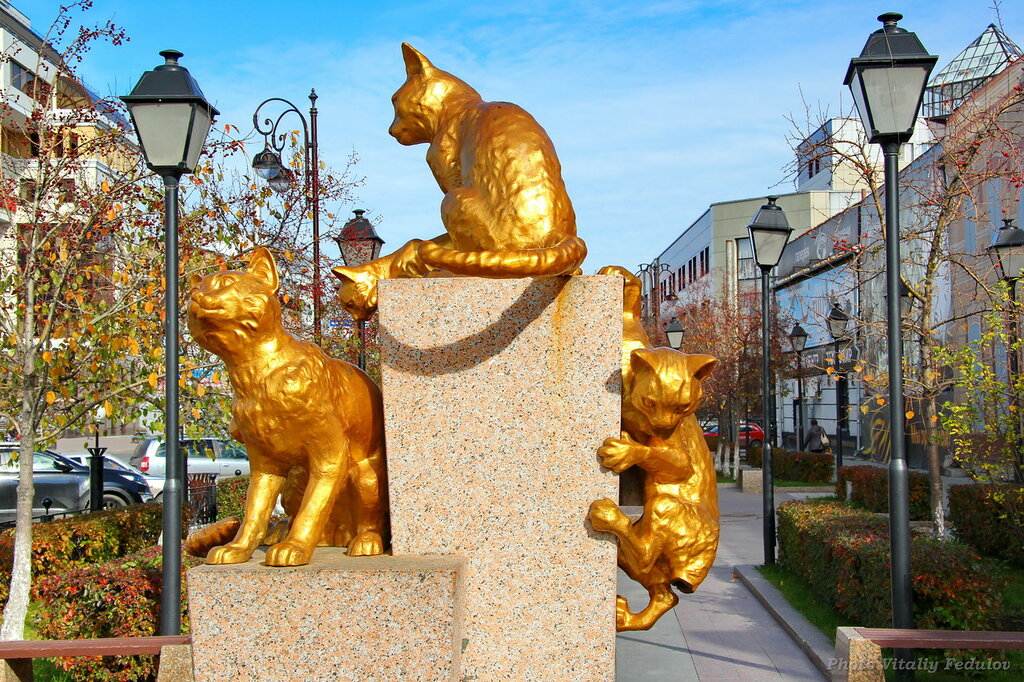 Сквер сибирских кошек