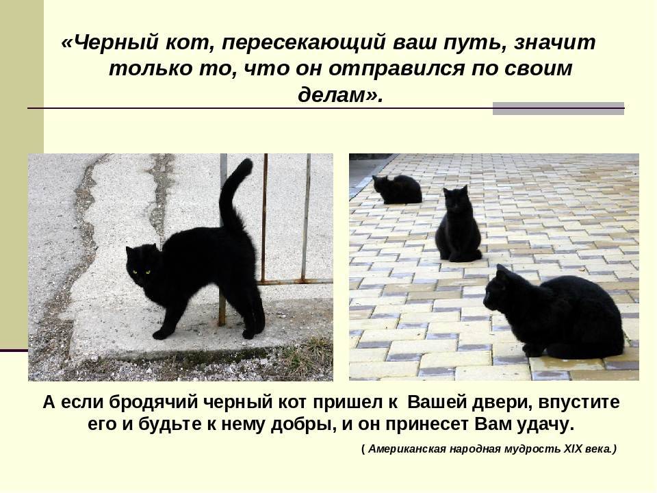 Черный кот, что приносит в дом? приметы про черного кота в доме. можно ли заводить черного кота?