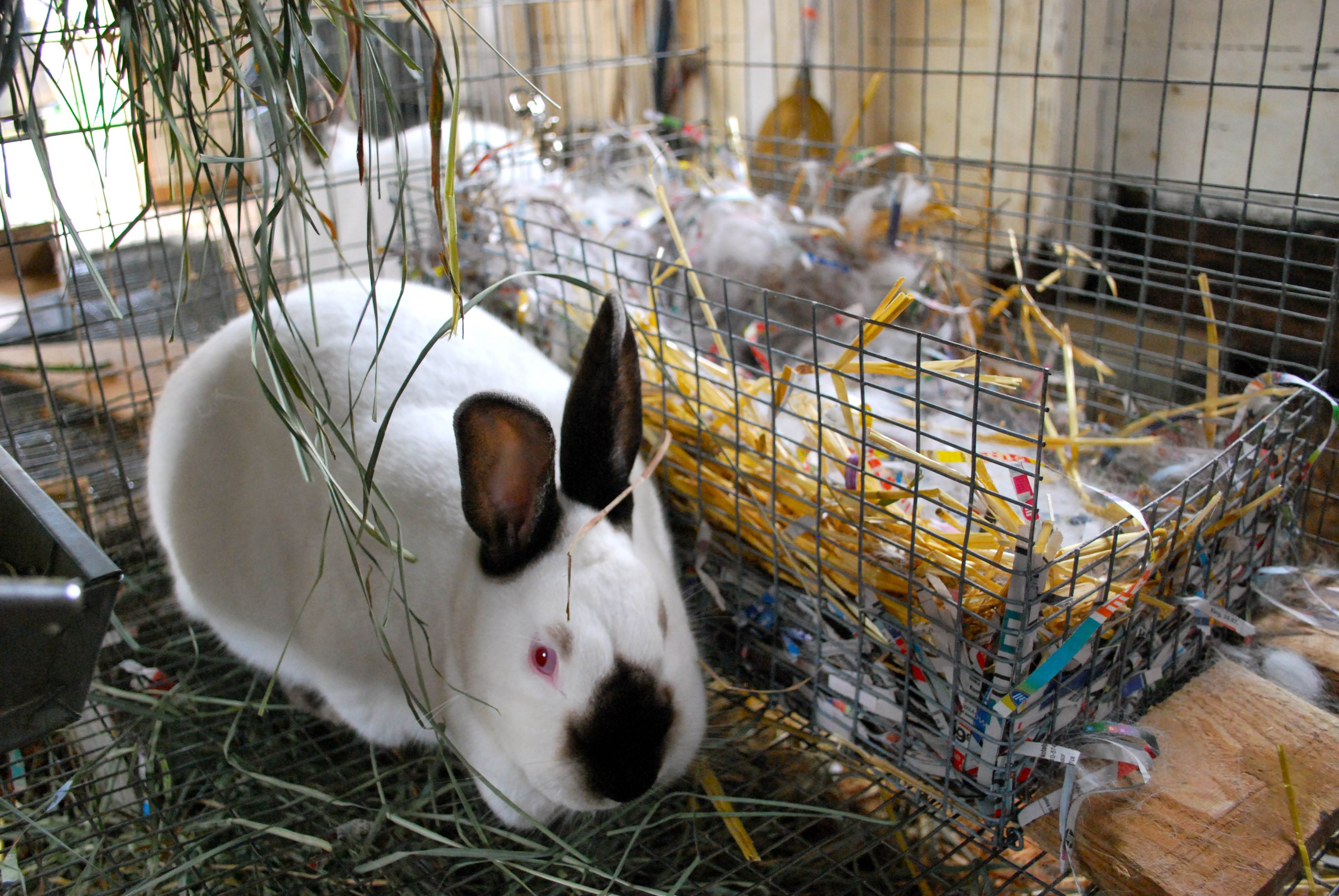 Уход и содержание декоративных кроликов