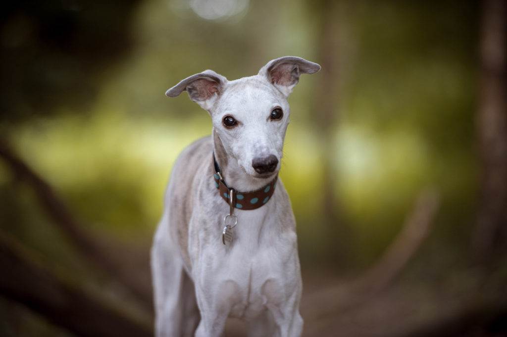 Описание породы собак уиппет с отзывами владельцев и фото