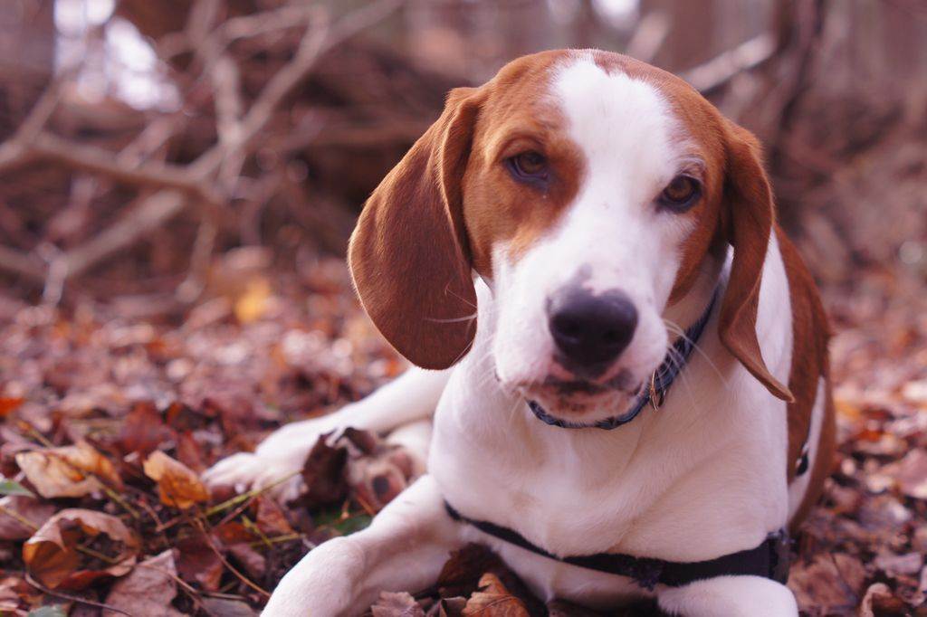 Американский фоксхаунд: описание, характер собаки, уход, фото
