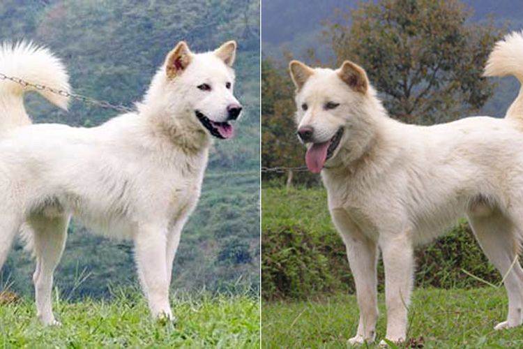 Лхаса апсо: фото собак, описание породы, уход и воспитание