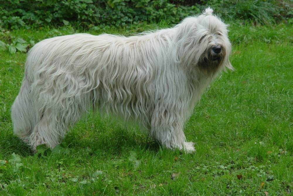 Порода собак южнорусская овчарка: фото, видео, описание породы и характер