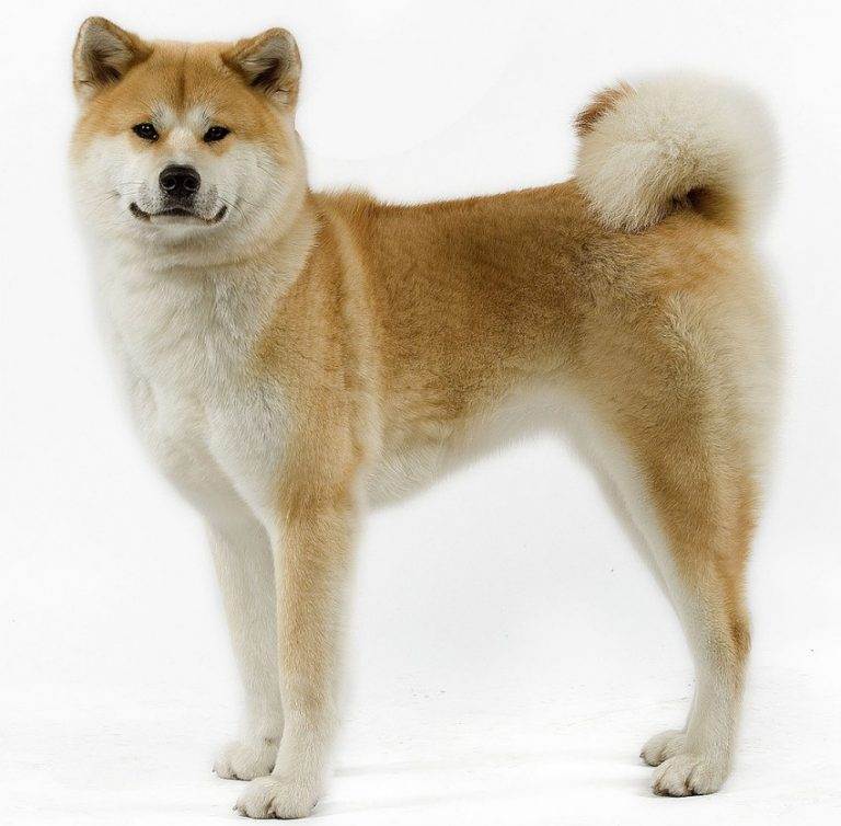 Сиба-ину: описание, характер породы, японская порода собак