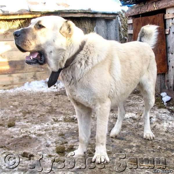 Собака кангал (анатолийская овчарка) - описание породы турецкий кангал (120 фото)