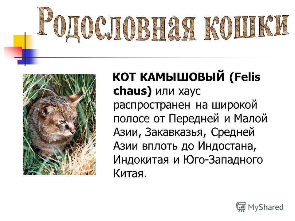 Фото камышовых котов: все о породе, характере, содержании