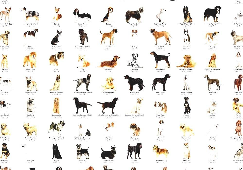 Гладкошерстные породы собак, их особенности, виды и фото | живность.ру