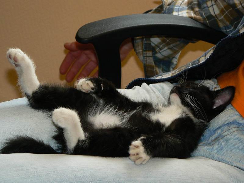 Почему кошки спят в ногах: что это значит, почему коты любят ложиться в ноги хозяину, спать с ребенком, между мужем и женой - блог о животных - zoo-pet.ru
